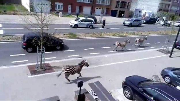 Ovo se ne viđa svakog dana: Odbjegle zebre protrčale gradom