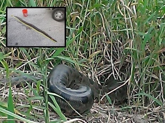 Netko u prirodu pustio ljubimca - najveću zmiju na svijetu