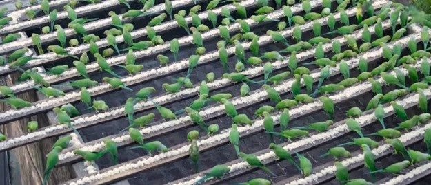 ´Čovjek ptica´ svaki dan hrani 4000 divljih papiga
