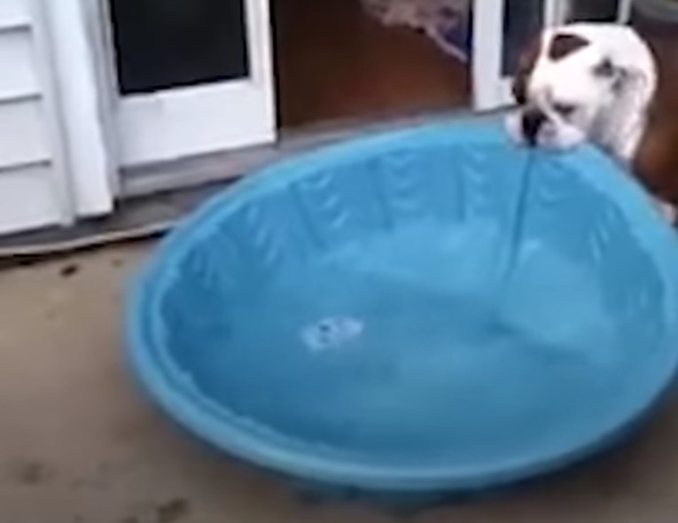 VIDEO Ovaj je psić pokušao unijeti svoj bazen u kuću, to izgleda urnebesno