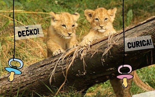 Zagrebački ZOO poziva: Za male laviće odaberite jedno od pet ponuđenih imena
