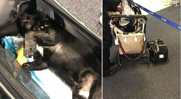 Stjuardesa natjerala ženu da za vrijeme leta stavi psića u pretinac za ručnu prtljagu, uginuo je
