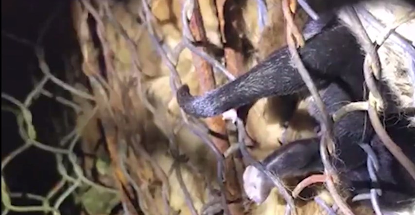 VIDEO Kineski aktivisti spasili su oko 600 pasa namijenjenih za klanje