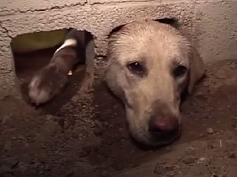 VIDEO Pas je bio jako radoznao i ostao je zaglavljen, no ove su djevojke spasile stvar
