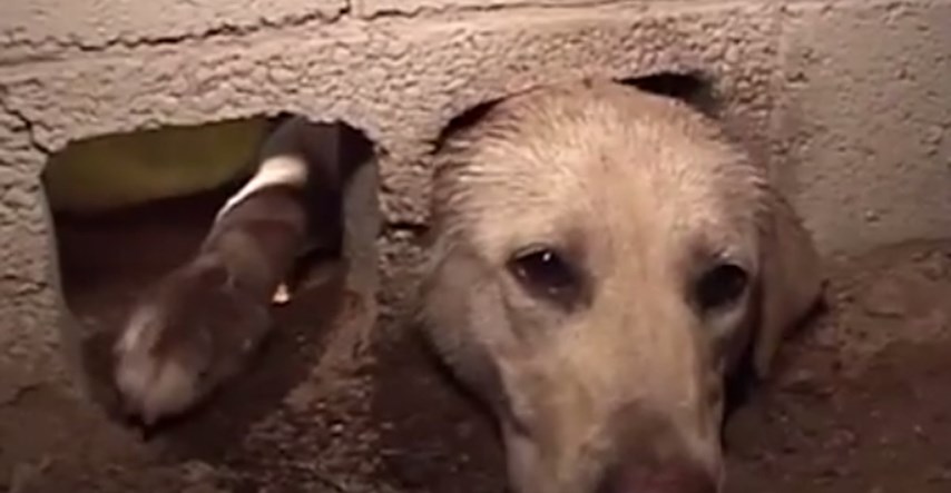 VIDEO Pas je bio jako radoznao i ostao je zaglavljen, no ove su djevojke spasile stvar