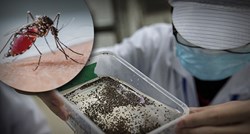 Alarmantne informacije: Virus Zika otkriven kod običnog komarca