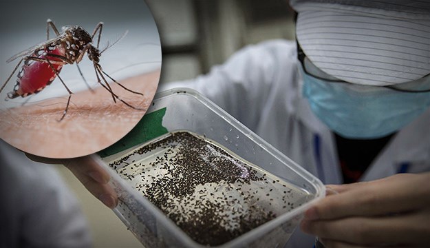 Alarmantne informacije: Virus Zika otkriven kod običnog komarca