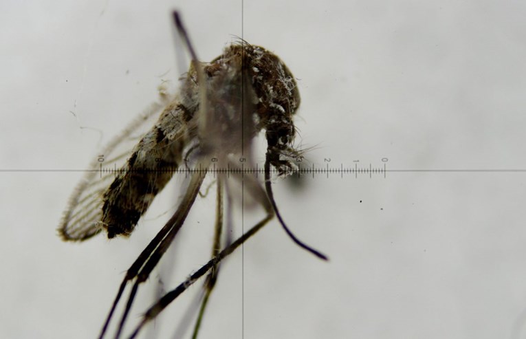 Brazil ukinuo izvanredno stanje zbog virusa zika