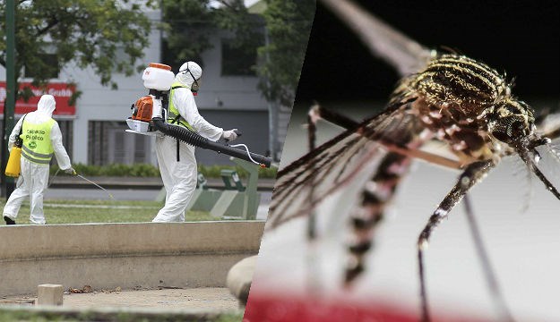 WHO: Zika virus narednih tjedana stiže u Europu