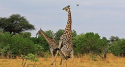 VIDEO Ako ne želite vidjeti kako izgleda seks žirafa, možda bolje da ne otvarate ovu snimku