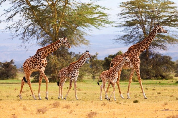 Mislite da o žirafama sve znate? Ovo sigurno niste znali!