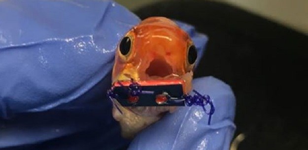Većina bi ovakvu ribicu bacila u WC: Oni su joj je odlučili pomoći!