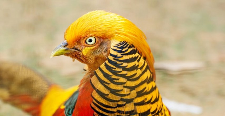 Razlog je više nego očit: Ovo je trenutno najpopularnija ptica na svijetu