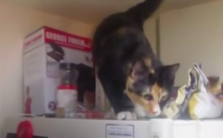 VIDEO Zločesta maca imala je samo jednu misiju - Pogledajte je li joj uspjela!