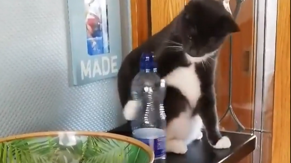 VIDEO Ove mace su jako zločeste