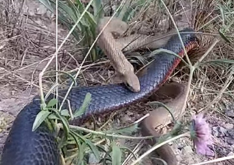 VIDEO Zmija protiv zmije: Ovo je dokaz koliko je priroda ponekad okrutna