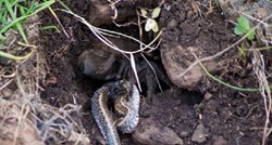 PRVI PUT snimljeno: Pogledajte što se dogodi kad zmija zaluta u tarantulin dom!