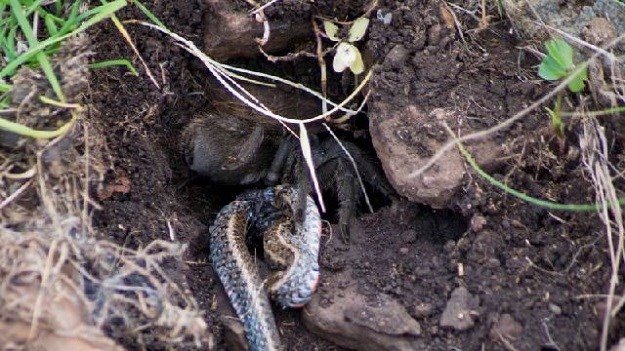 PRVI PUT snimljeno: Pogledajte što se dogodi kad zmija zaluta u tarantulin dom!