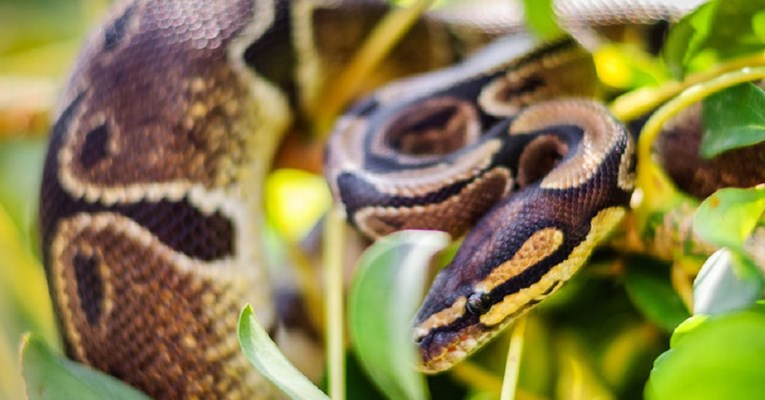 VIDEO Da, i ovakve zmije postoje:  U Maleziji ulovljena "rekorderka", duža od četiri metra!