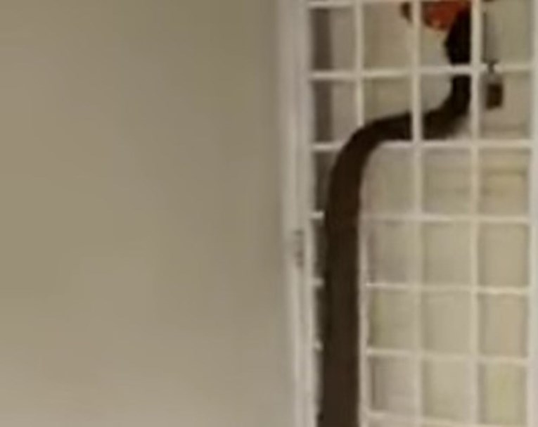 VIDEO Snimili ogromnu zmiju kako im ulazi u kuću, a priča je nakon tri dana postala horor