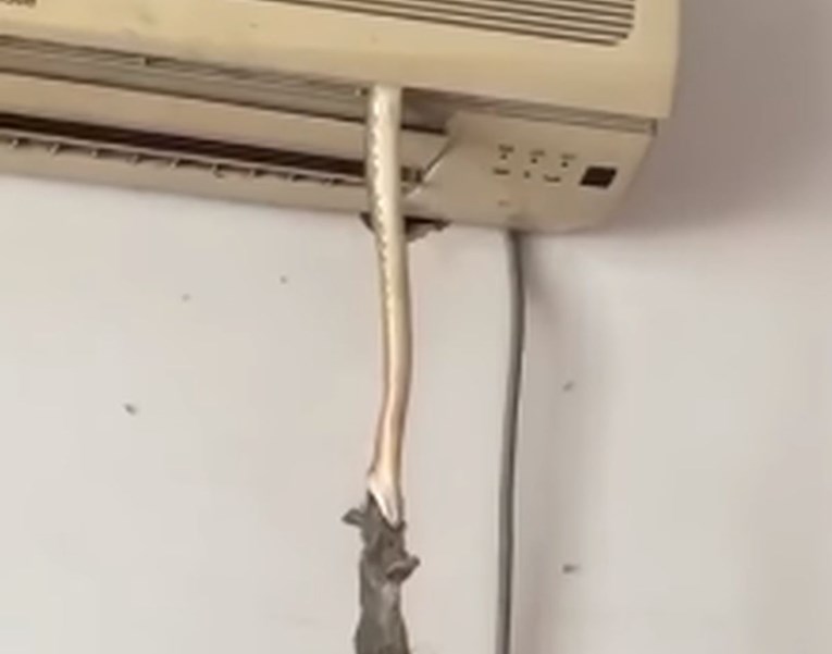 VIDEO Golema zmija ispuzala iz klima uređaja sa štakorom u ustima