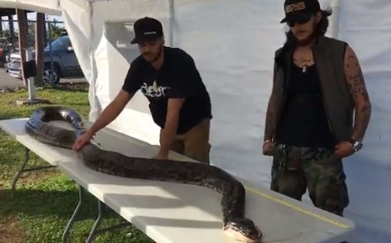 Lovac na zmije uhvatio pitona teškog 60 kila i dugog pet metara, proći će vas jeza kad ga vidite