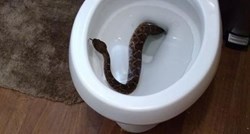 Nakon što su našli zmiju u WC školjci, saznali su nešto još jezivije o svojoj kući