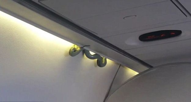 VIDEO Užasnuti putnici u avionu bježali sa sjedala kad su vidjeli što im visi iznad glave