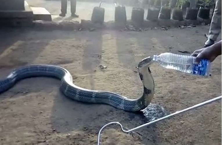 VIDEO Kobri dugačkoj tri metra dao da pije vodu iz boce