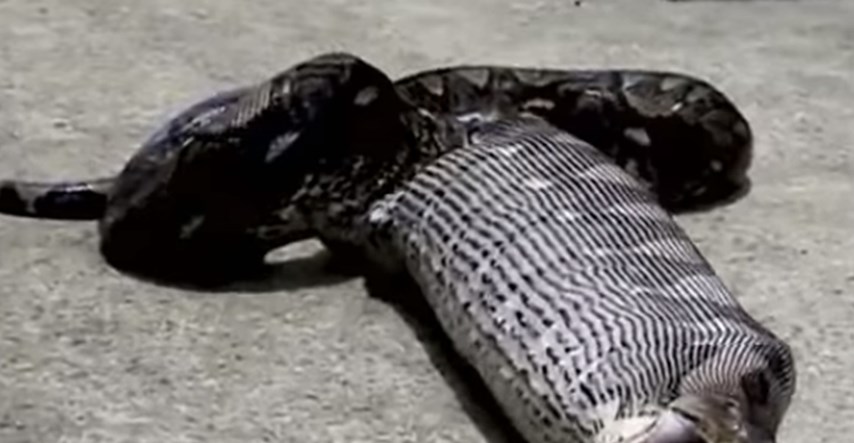 VIDEO Golema zmija pred očima neutješne vlasnice ispljunula progutanog ljubimca
