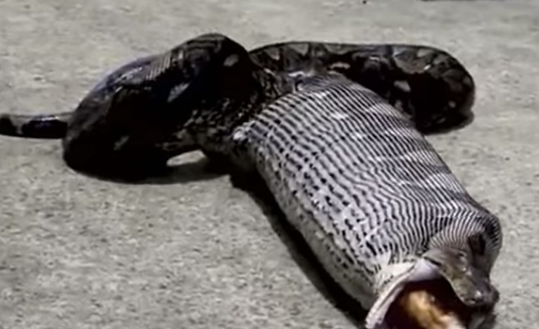 VIDEO Golema zmija pred očima neutješne vlasnice ispljunula progutanog ljubimca