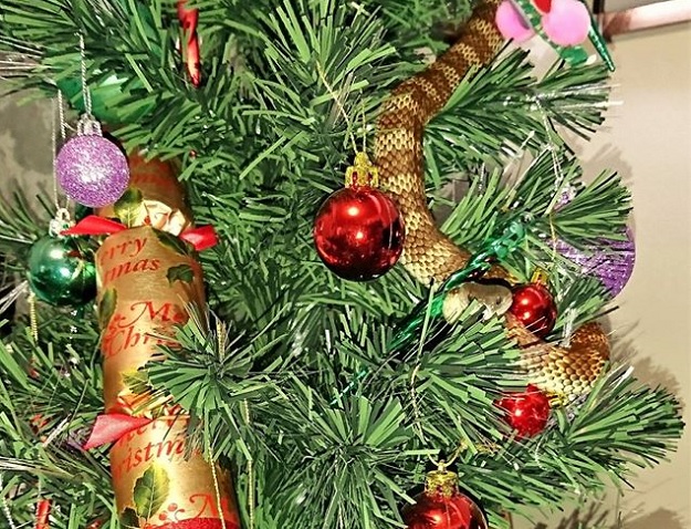 Tko to mene gleda? Oko božićnog drvca omotala joj se otrovna zmija!