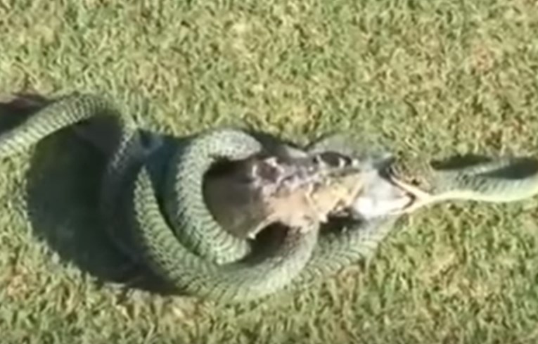 VIDEO Pogledajte kako je zmija u samo pet minuta uspjela svladati i progutati iguanu