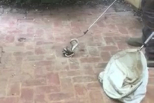 Na Facebooku objavio kako izgleda borba otrovnih zmija kanibala