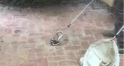 Na Facebooku objavio kako izgleda borba otrovnih zmija kanibala