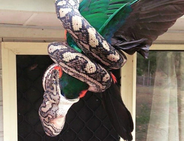 Uobičajeni prizor u Australiji: Ogromna zmija s krova kuće napala papagaja