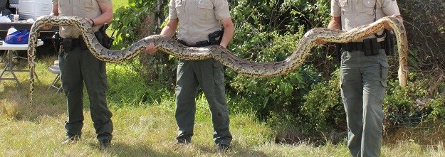 Na Floridi ulovljena zmija "rekorderka" - dugačka četiri metra i 43 kg teška