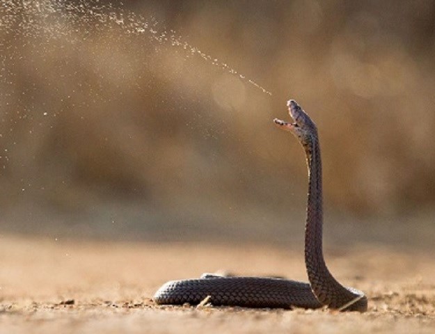 Panika u okolici Beča: Traži se odbjegla zmija - opasna kobra pljuvačica!