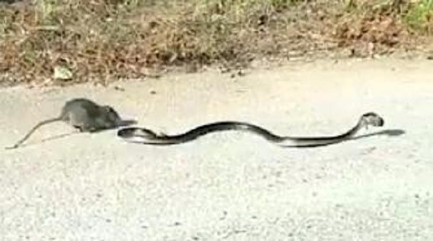 Pogledajte kako štakorica napada zmiju koja joj je zgrabila bebu