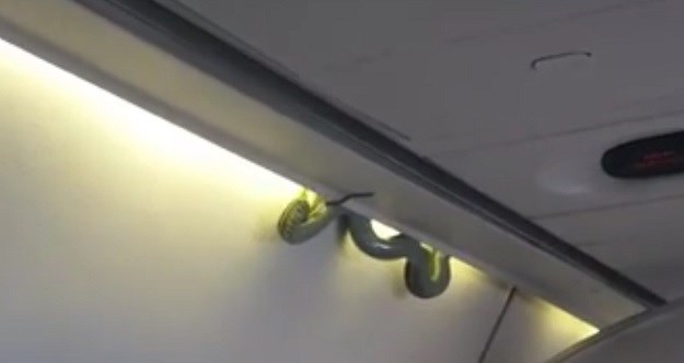 VIDEO Putnici tijekom leta u zrakoplovu snimili slijepu putnicu - zmiju!