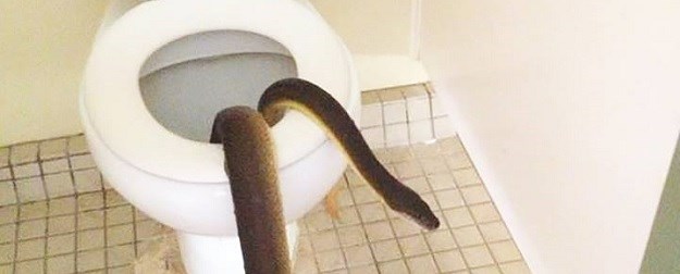 Ups! U WC školjci pronašli ogromnu zmiju