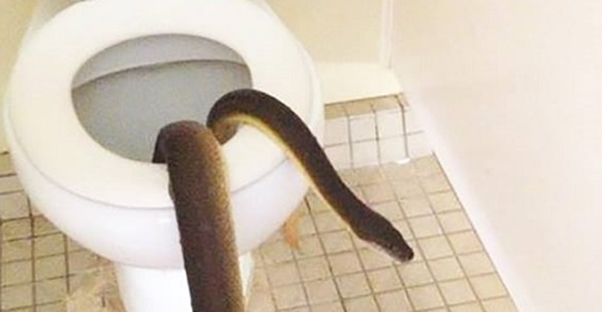 Ups! U WC školjci pronašli ogromnu zmiju
