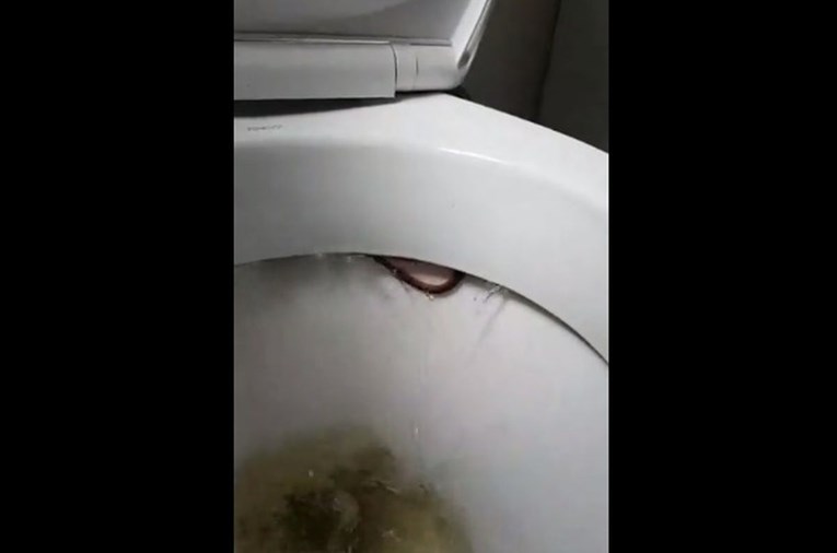 VIDEO Prizor koji su Australci pronašli u WC školjci utjerat će strah u kosti i najhrabrijima