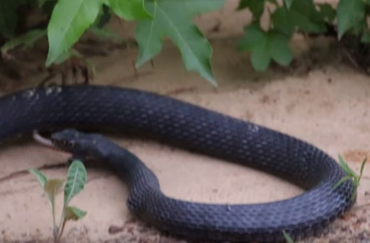 VIDEO Zmija koja povraća drugu (živu) zmiju najbolesnija je stvar koju ćete danas vidjeti