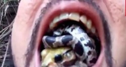 Čovjek u usta istovremeno stavio smrtonosnu zmiju i žabu! Razlog je ...