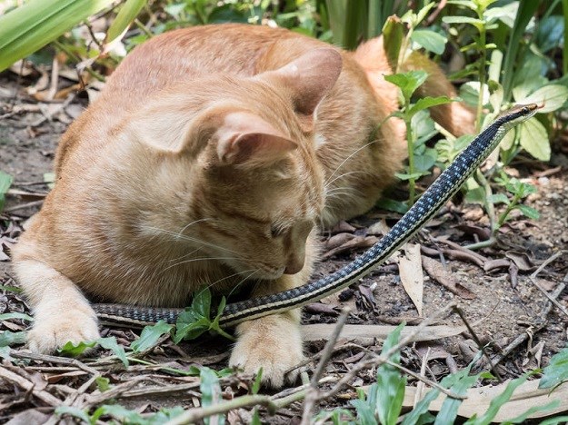 Maca upozorila vlasnika da mu se u cipeli skriva otrovna zmija!