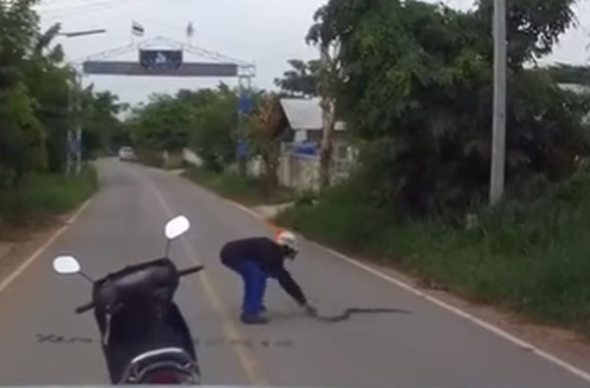VIDEO Večeru "ulovio" na cesti: Golim rukama ubio zmiju i ponio je sa sobom