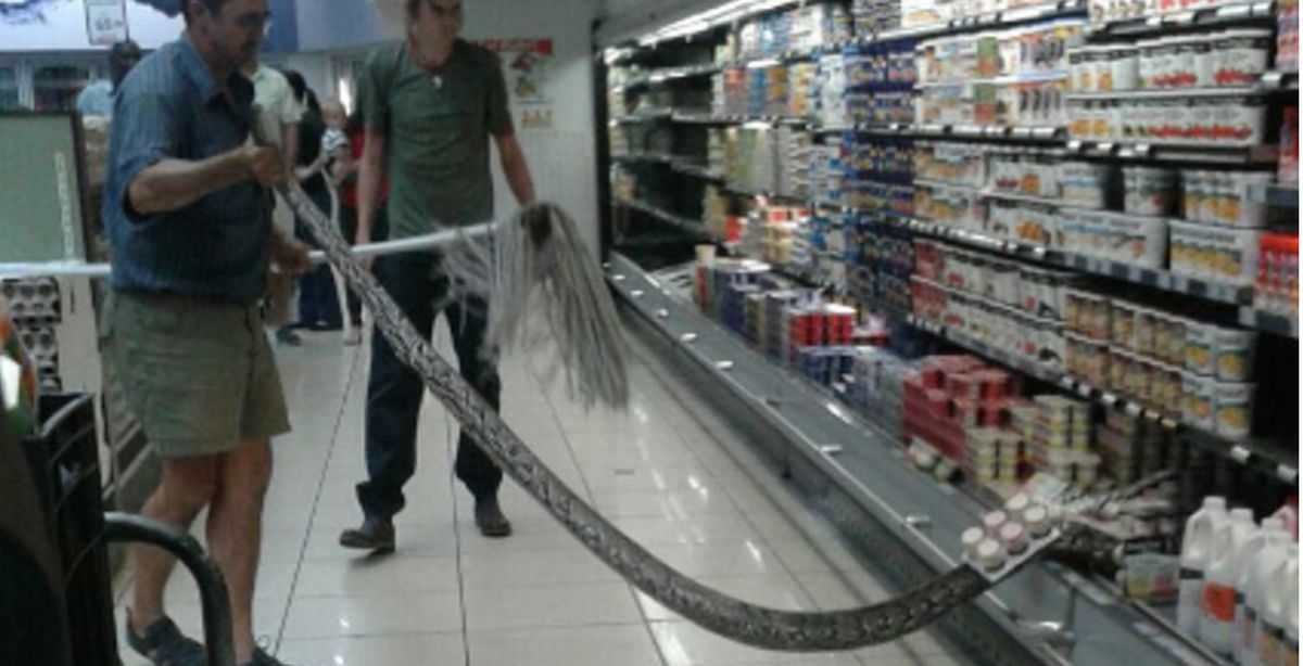 Kupovao mlijeko pa doživio šok, na polici supermarketa zatekao golemog pitona