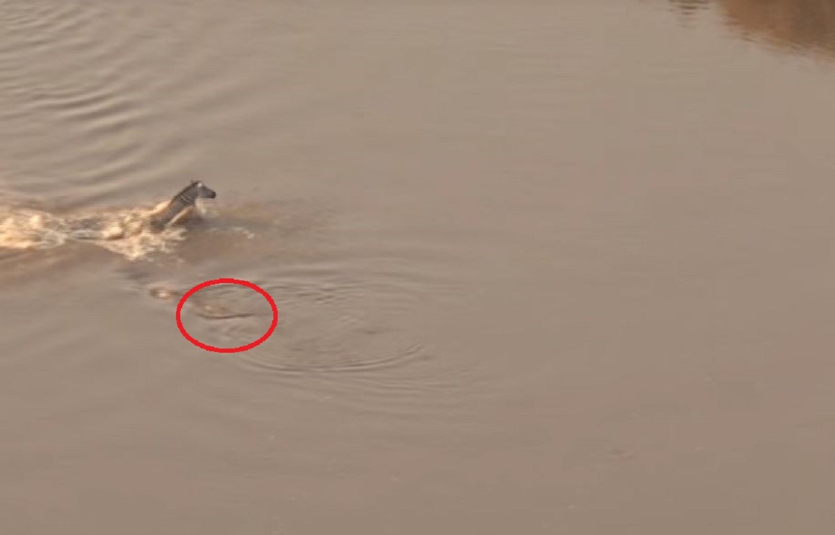 VIDEO Zebra za dlaku pobjegla od krokodila, samo da bi je na kopnu dočekalo nešto još gore