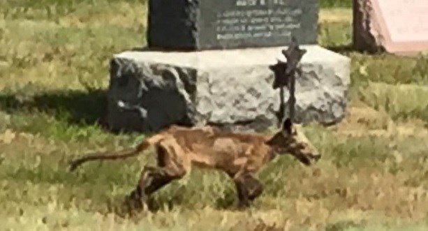 Na groblju snimljen zombie pas: Svi se pitaju koja je ovo životinja?